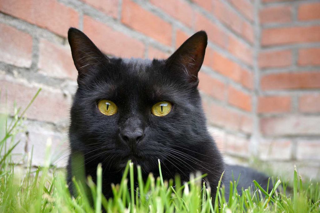 Cat, Friendly, Practice, Dierenkliniek, Broekhuizen, Katvriendelijk