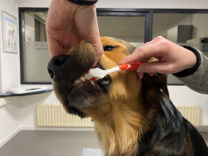 tandenpoetsen hond